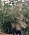 Ornamental Grass Seed - Hordeum Foxtail Grass