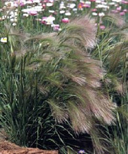 Ornamental Grass Seed - Hordeum Foxtail Grass