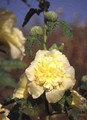 Hollyhock Queeny Series Yellow