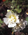 Hollyhock Queeny Series White