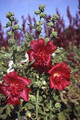 Hollyhock Queeny Series Red