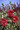 Hollyhock Queeny Series Red