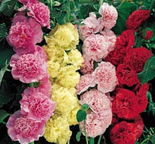 Hollyhock Queeny Series Mix