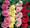 Hollyhock Queeny Series Mix