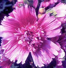 Hollyhock Queeny Series Purple