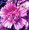 Hollyhock Queeny Series Purple