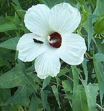 Hibiscus Militaris
