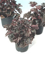 Heuchera Coral Bells Macrantha Palace Purple