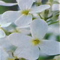 Hesperis Sweet Rocket Matronalis White