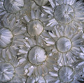 Helichrysum Monster Series White