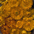 Helichrysum Monster Series Gold