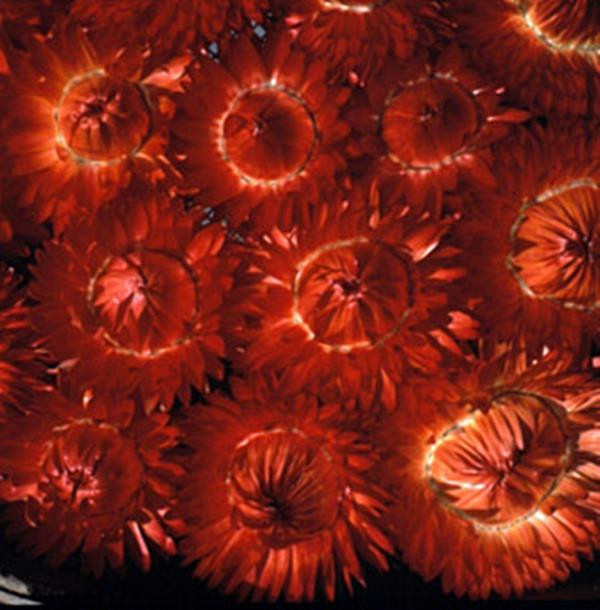 Helichrysum Monster Series Fireball Red Annual Seeds