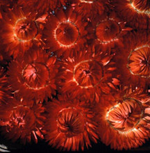 Helichrysum Monster Series Fireball Red