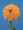 Helianthus Sunflower Teddy Bear