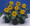 Helianthus Sunflower Sunspot