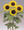 Helianthus Sunflower Sunrich Lemon