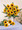 Helianthus Sunflower Sunbright Supreme