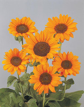 Helianthus Sunflower Soraya