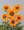 Helianthus Sunflower Soraya
