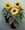 Helianthus Sunflower Pacino Series Mix