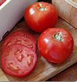 Medford Tomato
