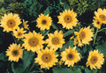 Helianthus Sunflower Pacino Series Lemon