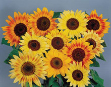 Helianthus Sunflower Musicbox
