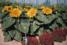 Helianthus Sunflower Incredible Solina