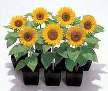 Helianthus Sunflower Big Smile