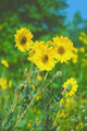 Helianthus Perennial Sunflower Mollis