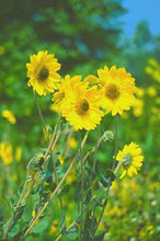 Helianthus Perennial Sunflower Mollis