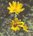 Helianthus Perennial Sunflower Maximilianii