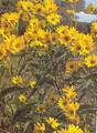Helianthus Perennial Sunflower Grosseserratus