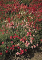 Helianthemum Sun Rose Nummularia Mutabile Mix