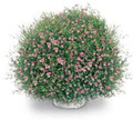 Gypsophila Gypsy Pink