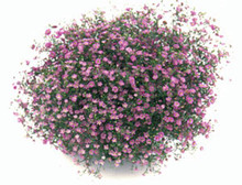 Gypsophila Gypsy Deep Rose