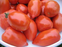 Fat Mama Tomato Seed