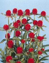 Gomphrena Haageana Qis Series Red