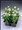 Gomphrena Gnome Series White