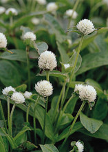 Gomphrena Globosa Qis Series White