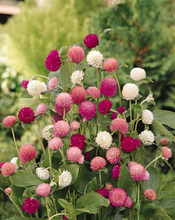 Gomphrena Globosa Qis Series Mix