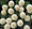 Gomphrena Buddy Series White