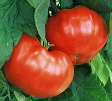 Goliath Tomato