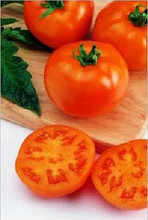 Goliath Sunny Tomato