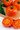 Goliath Sunny Tomato