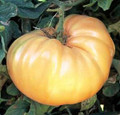 Goldie Heirloom Tomato