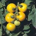 Golden Sunburst Heirloom Tomato