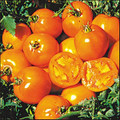 Golden Sunray Heirloom Tomato