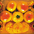 Gold Medal Heirloom Tomato