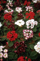 Gloxinia Sinningia Giant Hybrids